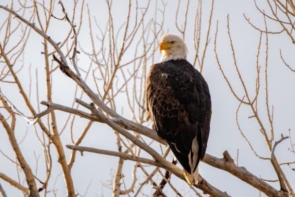 A bald eagle on watch.