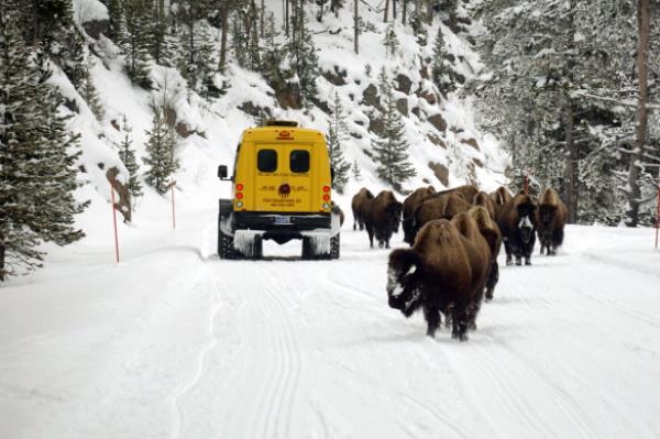 The bus and the bison.