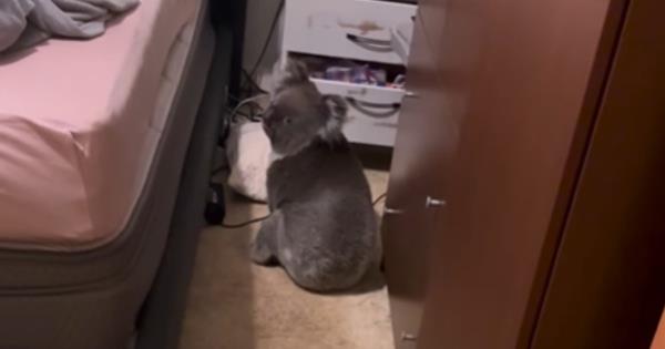 Time for koala-ty rest: Aussie couple return home to find marsupial in their bed